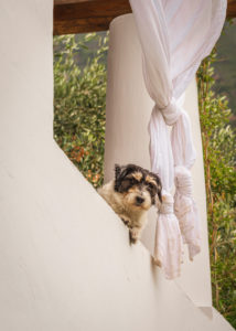 Sicily - Sunny impressions of the Aeolian Islands, also known as Aeolian Islands or Isole Eolie: Lipari, Stromboli, Salina, Vulcano, Panarea, Filicudi and Alicudi. Curious dog looks down from a roof terrace. Sicily - Sunny impressions of the Aeolian Islands, also known as Aeolian Islands or Isole Eolie: Lipari, Stromboli, Salina, Vulcano, Panarea, Filicudi and Alicudi. Curious dog looks down from a roof terrace.